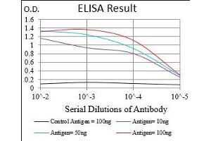 Black line: Control Antigen (100 ng), Purple line: Antigen(10 ng), Blue line: Antigen (50 ng), Red line: Antigen (100 ng), (MAPK14 Antikörper  (AA 299-360))