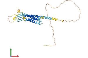 AlphaFold protein structure predicition of Human Recombinant CACNG2 Protein, UniprotID Q9Y698 (Stargazin Protein (AA 1-323) (His tag))