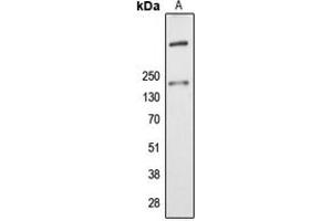 Western blot analysis of ALMS1 expression in K562 (A) whole cell lysates. (ALMS1 Antikörper  (Center))