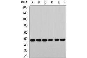 Western blot analysis of RbAp46 expression in HT29 (A), MCF7 (B), mouse heart (C), mouse ovary (D), rat spleen (E), rat lung (F) whole cell lysates.