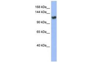 Image no. 1 for anti-Zinc Finger Protein 423 (Znf423) (C-Term) antibody (ABIN6742828) (Znf423 Antikörper  (C-Term))
