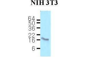 Cell lysates of NIH3T3 (50 ug) were resolved by SDS-PAGE, transferred to nitrocellulose membrane and probed with anti-human Calmodulin (1:500). (Calmodulin 1 Antikörper  (AA 1-149))