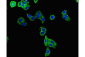 Immunofluorescence (IF) image for anti-Potassium Voltage-Gated Channel, Isk-Related Family, Member 1 (KCNE1) (AA 85-129) antibody (ABIN7163979)