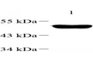Western blot analysis of TBXT (ABIN7075815),at dilution of 1: 1000,Lane 1: Mouse testis tissue lysate (T-Box 19 Antikörper)
