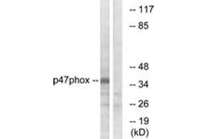 Western Blotting (WB) image for anti-Neutrophil Cytosol Factor 1 (NCF1) (AA 331-380) antibody (ABIN2888918) (NCF1 Antikörper  (AA 331-380))