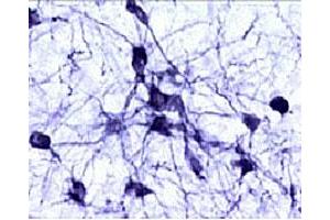 Immunohistochemical staining of catecholaminergic neurons in the rat brain stem. (Tyrosine Hydroxylase Antikörper  (AA 61-77))
