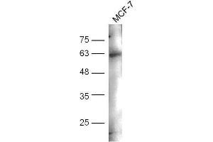 MCF-7 cell lysates probed with Anti-CD244(Tyr271) Polyclonal Antibody, Unconjugated  at 1:5000 for 90 min at 37˚C. (2B4 Antikörper  (pTyr271))