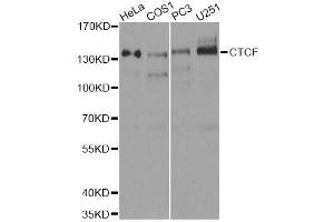 Western blot analysis of extracts of various cell lines, using CTCF antibody.
