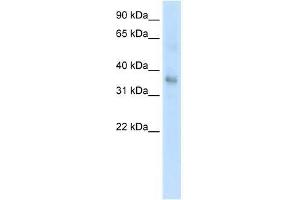 Western Blot showing TGFB1 antibody used at a concentration of 1. (TGFB1 Antikörper  (Middle Region))