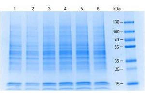 SDS-PAGE (SDS) image for Raji Whole Cell Lysate (ABIN964028) (Raji Whole Cell Lysate)