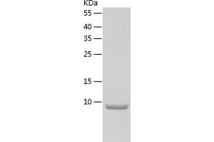 Western Blotting (WB) image for Glutaredoxin 1 (GRX1) (AA 1-106) protein (His tag) (ABIN7123124) (Glutaredoxin 1 Protein (GRX1) (AA 1-106) (His tag))