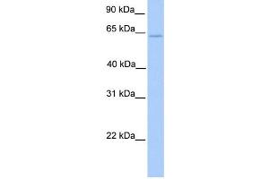 WB Suggested Anti-ELF4 Antibody Titration:  0. (Elf4 Antikörper  (C-Term))