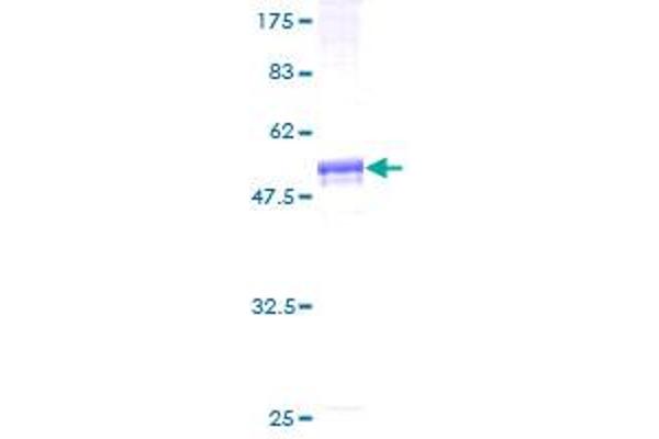 SLC23A1 Protein (AA 1-259) (GST tag)