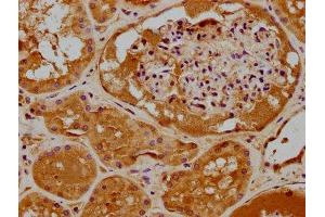 IHC image of ABIN7159941 diluted at 1:400 and staining in paraffin-embedded human kidney tissue performed on a Leica BondTM system. (RHOT2 Antikörper  (AA 84-300))