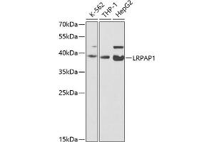 Western blot analysis of extracts of various cell lines, using LRP antibody (ABIN3017160, ABIN3017161, ABIN1680715 and ABIN6219979) at 1:200 dilution. (LRPAP1 Antikörper)