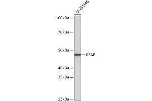 Western blot analysis of extracts of U-251MG cells, using GFAP antibody (ABIN7267389) at 1:1000 dilution. (GFAP Antikörper)