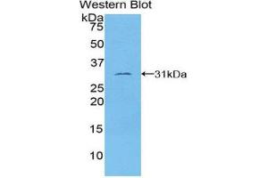 Western Blotting (WB) image for anti-Tubulin, epsilon 1 (TUBE1) (AA 236-473) antibody (ABIN3203922) (TUBE1 Antikörper  (AA 236-473))