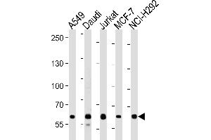 FOXP1 Antibody (C-term) (ABIN653806 and ABIN2843082) western blot analysis in A549,Daudi,Jurkat,MCF-7,NCI- cell line lysates (35 μg/lane).