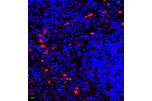 Immunofluorescence (Paraffin-embedded Sections) (IF (p)) image for anti-Colony Stimulating Factor 1 (Macrophage) (CSF1) antibody (ABIN7073553)