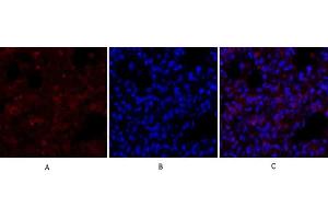Immunofluorescence analysis of rat lung tissue. (ERK1/2 Antikörper  (AA 300-380))