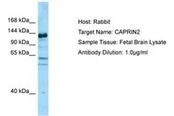 CAPRIN2 Antikörper  (AA 924-973)