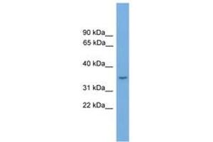 MAMSTR antibody  (AA 35-84)