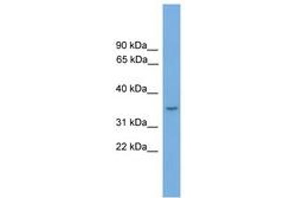 MAMSTR antibody  (AA 35-84)