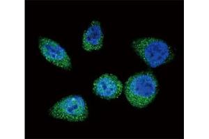 Immunofluorescence (IF) image for anti-Mechanistic Target of Rapamycin (serine/threonine Kinase) (mTOR) (AA 2459-2488) antibody (ABIN3031742)