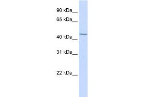 WB Suggested Anti-LEF1 Antibody Titration:  0. (LEF1 Antikörper  (N-Term))