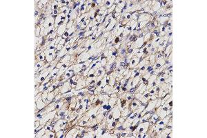 Immunohistochemistry (IHC) image for anti-Butyrylcholinesterase (BCHE) antibody (ABIN1871242) (Butyrylcholinesterase Antikörper)