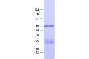 Validation with Western Blot