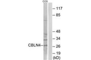 Western Blotting (WB) image for anti-Cerebellin 4 Precursor (CBLN4) (AA 141-190) antibody (ABIN2890208) (CBLN4 Antikörper  (AA 141-190))