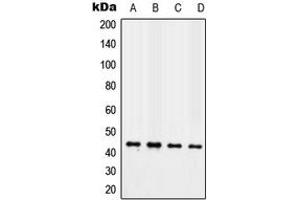 Western blot analysis of TAZ expression in MCF7 (A), NIH3T3 (B), H9C2 (C), human heart (D) whole cell lysates.