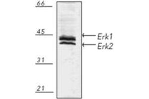 Western blot analysis of human A431 fibroblast cell lysate, probed with Erk1/2 pAb. (ERK1/2 Antikörper)