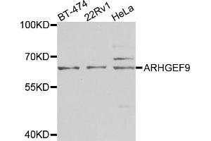 Western blot analysis of extracts of various cell lines, using ARHGEF9 antibody (ABIN5975759) at 1/1000 dilution. (Arhgef9 Antikörper)