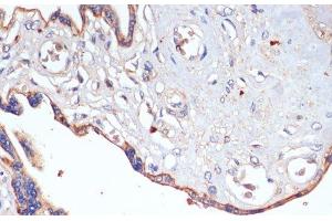 Immunohistochemistry of paraffin-embedded Human placenta using CD47 Polyclonal Antibody at dilution of 1:200 (40x lens). (CD47 Antikörper)
