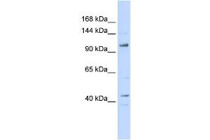 WB Suggested Anti-TAF4 Antibody Titration:  0.