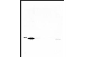Western blot was performed on whole cell (25μg, lane 1) and histone extracts (15μg, lane 2) from HeLa cells, and on 1 μg of recombinant histone H2A, H2B, H3 and H4 (lane 3, 4, 5 and 6, respectively) using H4K5ac Polyclonal Antibody. (Histone H4 Antikörper  (acLys5))