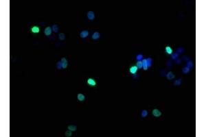 Immunofluorescence staining of HepG2 cells with ABIN7139617 at 1:100, counter-stained with DAPI. (Histone H1.5 Antikörper  (pSer17))