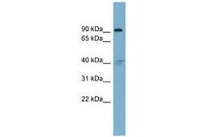 Image no. 1 for anti-Integrin beta 5 (ITGB5) (AA 395-444) antibody (ABIN6743354) (Integrin beta 5 Antikörper  (AA 395-444))