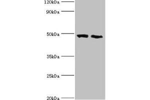 Western blot All lanes: FDFT1 antibody at 2 μg/mL Lane 1: 293T whole cell lysate Lane 2: Mouse liver tissue Secondary Goat polyclonal to rabbit IgG at 1/10000 dilution Predicted band size: 49, 41, 39, 36, 44 kDa Observed band size: 49 kDa (FDFT1 Antikörper  (AA 1-260))