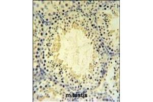 UBXN6 Antibody (C-term) (ABIN651276 and ABIN2840165) IHC analysis in formalin fixed and paraffin embedded mouse testis tissue followed by peroxidase conjugation of the secondary antibody and DAB staining. (UBXN6 Antikörper  (C-Term))