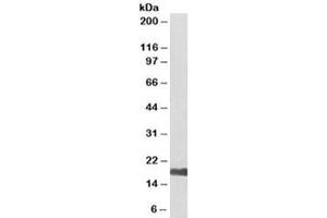 Western blot testing of human kidney lysate with UBE2I antibody at 0. (UBE2I Antikörper  (Biotin))