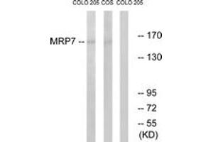 Western blot analysis of extracts from COLO/COS7 cells, using MRP7 Antibody. (ABCC10 Antikörper  (AA 835-884))