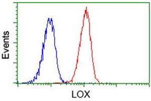 Image no. 1 for anti-Lysyl Oxidase (LOX) (AA 22-168) antibody (ABIN1491216) (LOX Antikörper  (AA 22-168))
