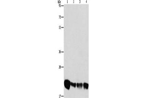 Western Blotting (WB) image for anti-Phosphatidylethanolamine Binding Protein 1 (PEBP1) antibody (ABIN2428602) (PEBP1 Antikörper)