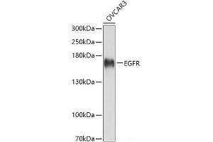 Western blot analysis of extracts of OVCAR3 cells using EGFR Polyclonal Antibody at dilution of 1:3000. (EGFR Antikörper)