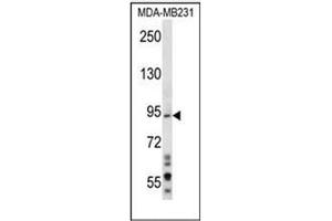 Western blot analysis of MAD1L1 Antibody (N-term) in MDA-MB231 cell line lysates (35ug/lane).