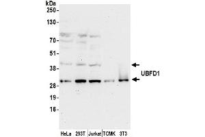 Western Blotting (WB) image for anti-Ubiquitin Family Domain Containing 1 (UBFD1) (AA 150-200) antibody (ABIN7450866)