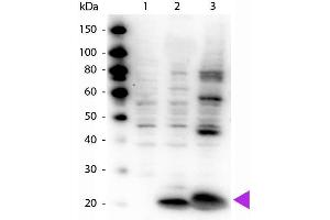 Western Blot of Rabbit Anti-Myosin pS19/pS20 antibody.